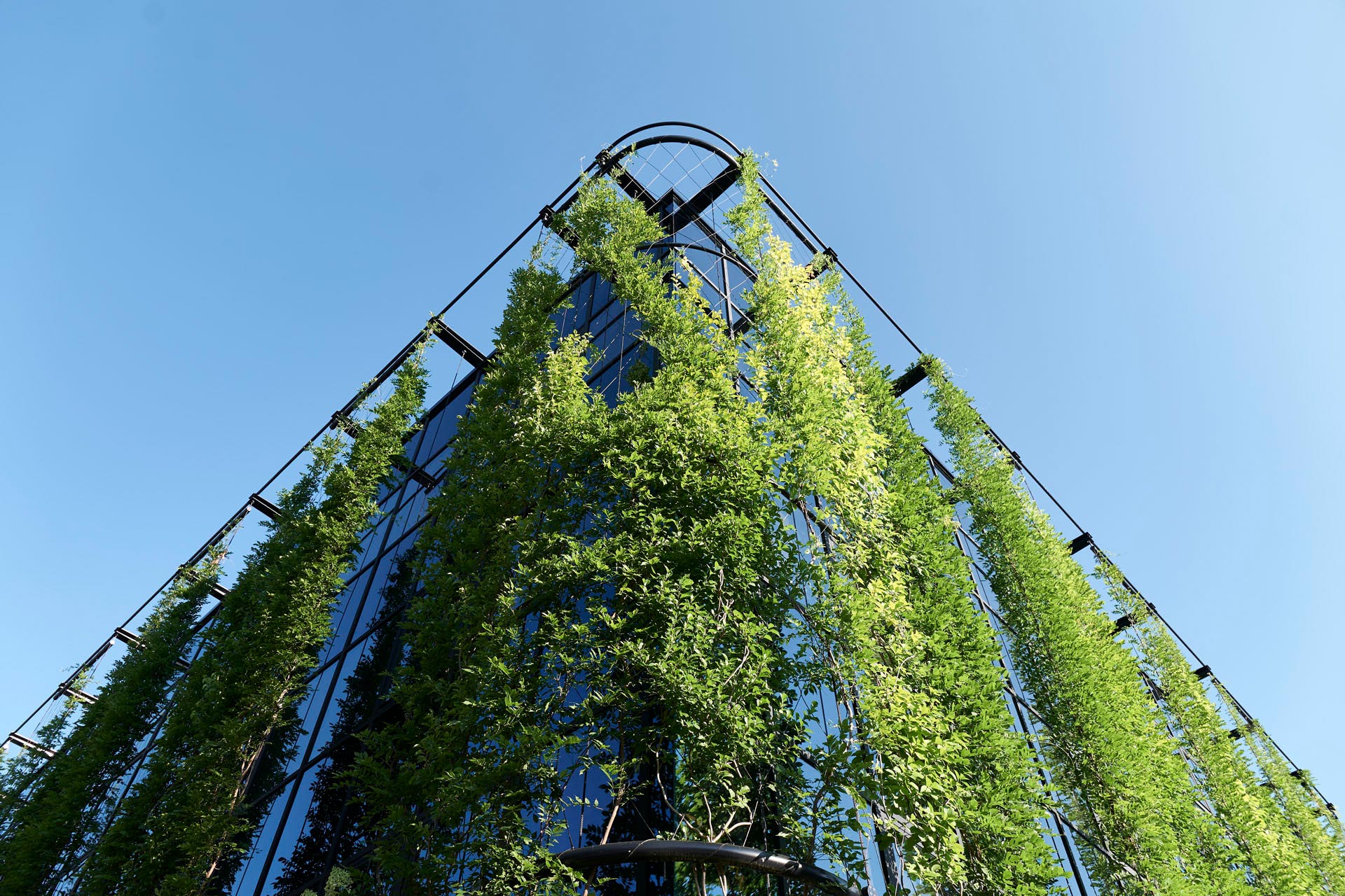 Climbing plants in front of glas facade